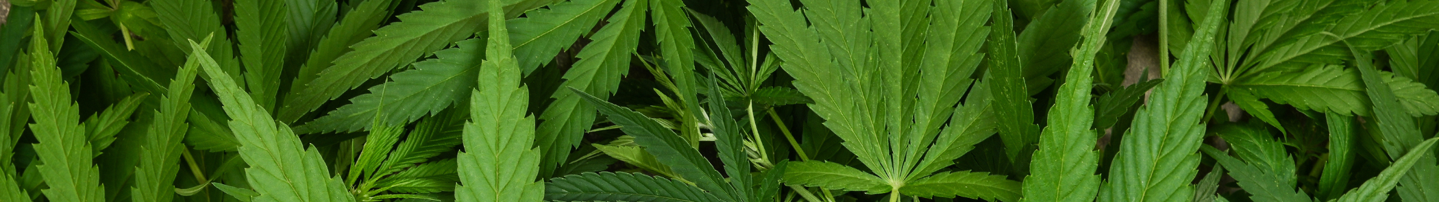 cannabis leaves