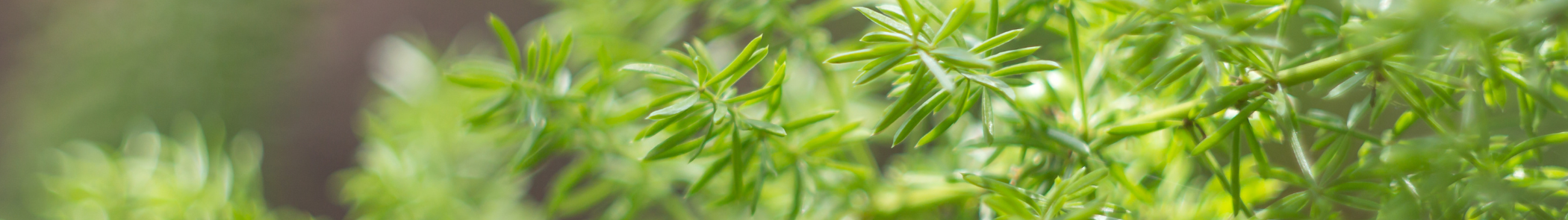 florida green plant